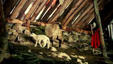 Sheep-with-lamb-2