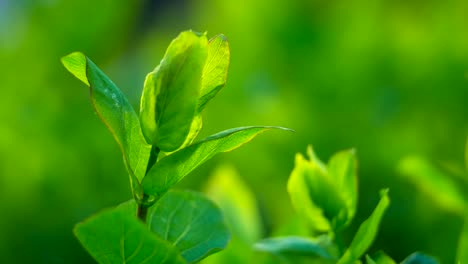 Green-leaves-on-green-background,-closeup