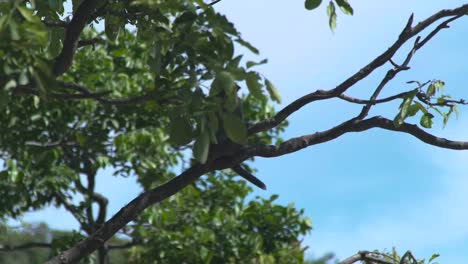 Pequeño-mono-en-rama-de-árbol-en-bosque-tropical.-Cierra-el-mono-salvaje-sentado-en-la-rama-del-árbol-tropical-en-la-selva.-Animales-salvajes-en-la-naturaleza