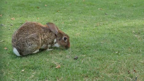 Bunny-in-the-field-eating-grass-anf-playing-4K-3840X2160-UltraHD-footage---Hare-enjoying-outdoor-natural-scene-4K-2160p-UHD-video