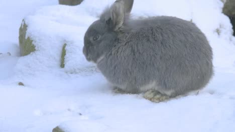 Kaninchen-schnüffeln-im-Schnee