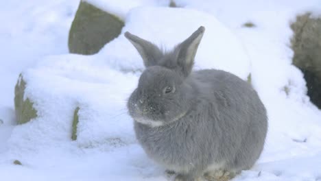 Conejo-gris-sentado-en-la-nieve