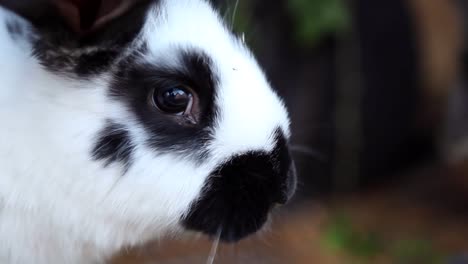 Baby-Rabbits-Eating-Greenery