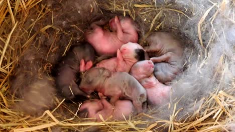 Un-día-conejos-bebés-en-la-cesta-de-heno