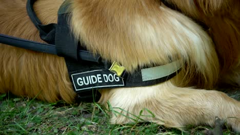 Guide-dog-with-harness-breathing-after-trainings-outdoor,-cynology-closeup