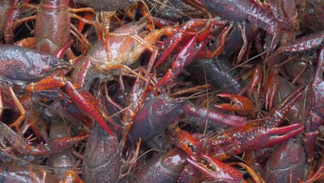 Live-Crawfish-Are-Sprayed-in-a-Bucket-of-Water-Before-a-Low-Country-Boil---4K