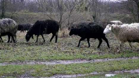 Rebaño-de-ovejas-el-resto-en-el-campo-del-granjero