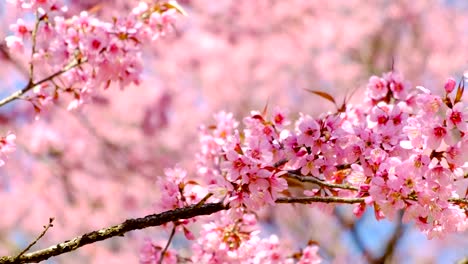 cherry-blossoms