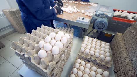 Worker-packing-fresh-eggs-in-the-egg-sorting-factory.