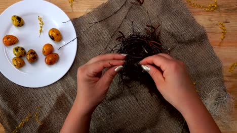 Hands-decorate-Easter-nest-with-mimosa-flower-and-yellow-colored-quail-eggs