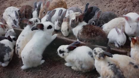 A-lot-of-rabbits-eat-wheat.-1920x1080