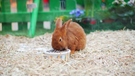 Easter-bunnies-play,-eat-and-rest-in-the-paddock.