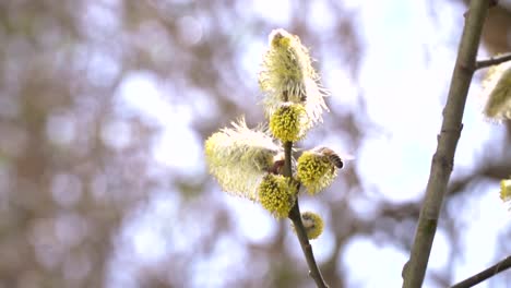 fleißige-Bienen-sammeln-Nektar-für-Honig-aus-Weide-Kätzchen-in-Zeitlupe