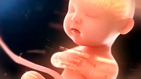 Baby's-brain-and-nervous-system,-3d-rendering-fetus-with-brain,-x-ray-inside,4k.(4096*2160)