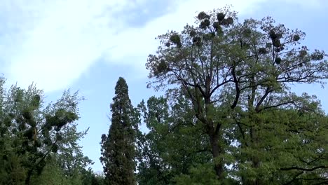 Bäume-im-Park-gegen-den-Himmel.