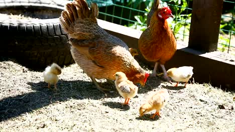 junges-Huhn-zu-Fuß-mit-ihrem-kleinen-Hühner-im-freien