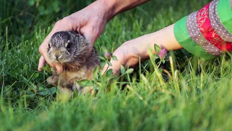 Rural-scene.-A-woman-carefully-takes-a-small-bunny-in-her-arms.