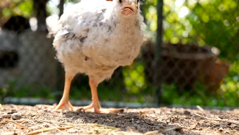 Un-pollito-solitario-camina-por-el-patio-y-come-grano.-Cámara-lenta