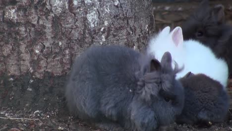 Adorable-rabbit-close-up