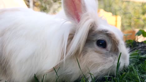 little-white-rabbit-in-the-meadow