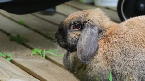 Vista-lateral-de-una-cabeza-marrón-hermoso-conejo-Bunny