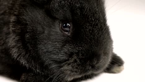 little-rabbit-or-bunny-close-up