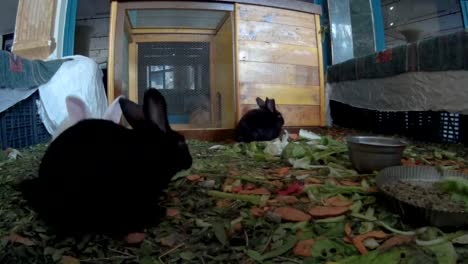 Young-rabbits-in-a-hotel-lobby-front-view