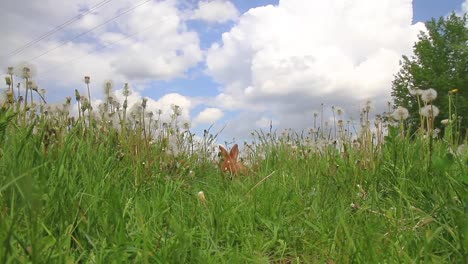 bunny-galloping-in-the-midst-of-tall-grass