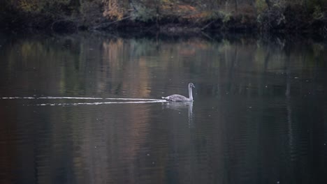 Young-swan-on-a-river