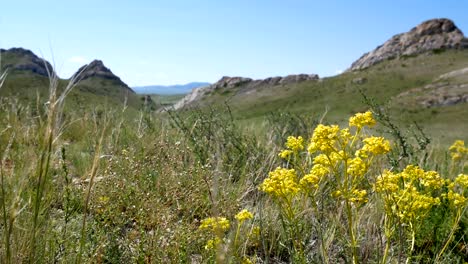 The-wind-stirs-the-grass-on-a-hot-summer-day.