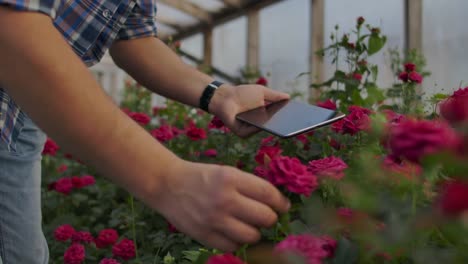 El-joven-empresario-propietario-de-hothouse-está-haciendo-inventario-en-plantas-de-conteo-de-invernaderos-y-entrando-información-en-tabletas.-El-hombre-atractivo-está-ocupado-comprobando-la-vegetación