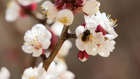 Spring-flowers.-Beautiful-Spring-cherry-tree-blossom,-extreme-close-up.-Easter-fresh-pink-blossoming-cherry-closeup.