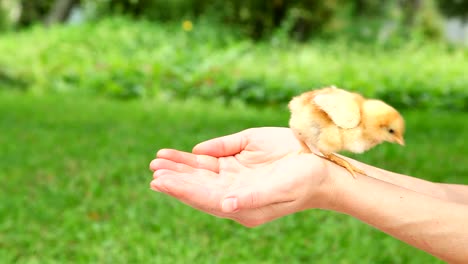 Cute-little-chick-in-hands.