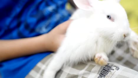 Niño-jugando-con-su-conejo-bebé-al-aire-libre