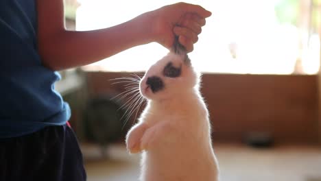 Child-holding-bunny-by-ears.-Young-boy-holding-organic-rabbit