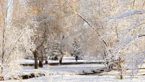 In-the-snow-covered-park,-behind-the-trees,-two-people-met