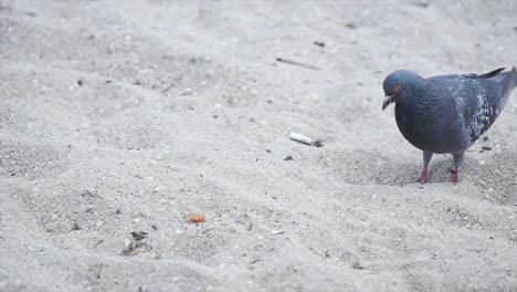 Gray-dove-walking-on-the-beach-near-the-sea.-slow-motion