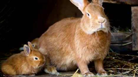 kleine-Kaninchen-Familie-im-Käfig