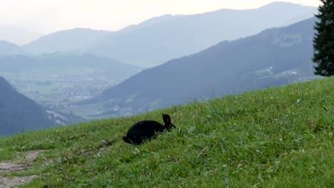 Niedliche-flauschige-schwarze-Kaninchen-kaut-Rasen-auf-Hintergrund-der-malerischen-österreichischen-Tal