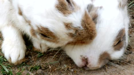 Rabbits-are-cleaning-their-fur-with-other-rabbits-by-preen-fur.