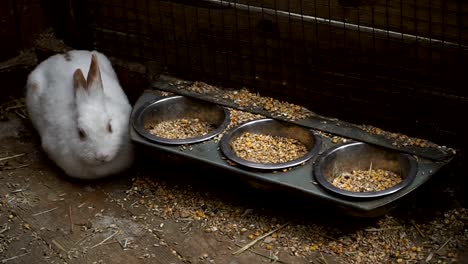 Kaninchen.-Kaninchen-frisst-Lebensmittel