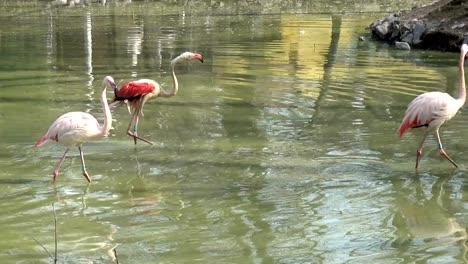 Flamingo-im-Zoo-auf-dem-See