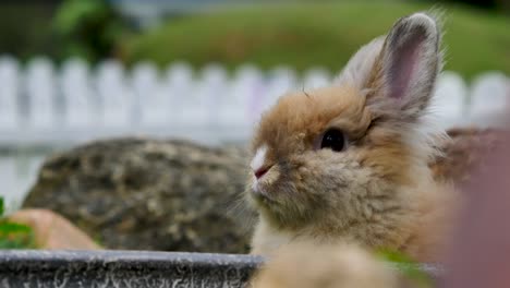 Foto-de-un-conejo-de-granja