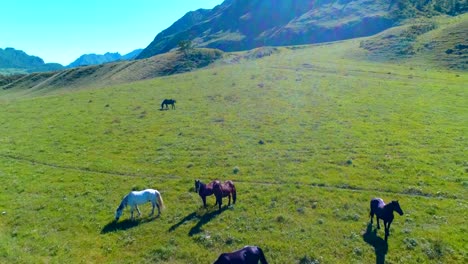 Flight-over-wild-horses-herd-on-meadow.-Spring-mountains-wild-nature.-Freedom-ecology-concept