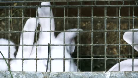 A-group-of-young-rabbits-in-the-cage