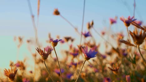 Trockenrasen-mit-Blumen-gegen-blauen-Himmel