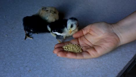 un-pequeño-pollo-recién-nacido-camina-sobre-una-mesa-de-madera-y-picotean-grano.