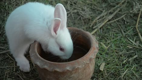 Rabbit-eating-and-nibbling-grass.