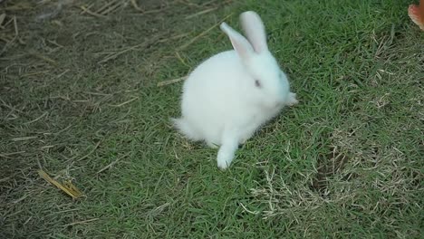 Rabbit-eating-and-nibbling-grass.