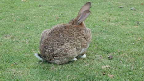 Hase-auf-dem-Feld-essen-Gras-und-entspannende-4K-2160p-UltraHD-Material-Kaninchen-im-Garten-natürlich-Fütterung-4K-38X2160-UHD-Video